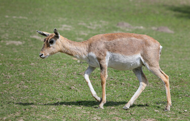 Female blackbuck - Antilope cervicapra - also known as the Indian antelope, is an antelope native...