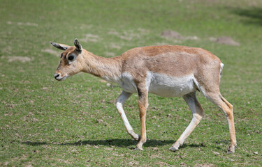 Female blackbuck - Antilope cervicapra - also known as the Indian antelope, is an antelope native to India and Nepal, seen from profile