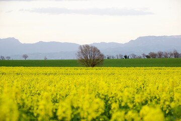 Árbol solitario en un campo de cultivo de colza.