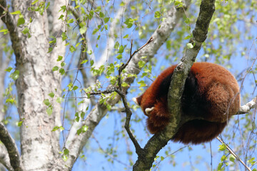 red panda sleeping on a tree - a mammal native to the eastern Himalayas and southwestern China