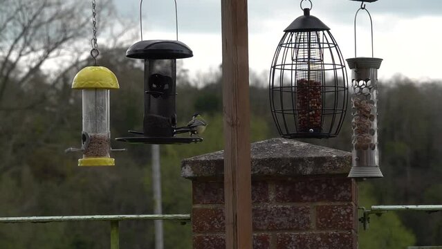 slow motion of a robin redbreast (Erithacus rubecula) feeding on a bird seed feeder and atking flight, defocused background