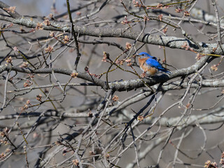 Male Eastern Bluebird Perched on  Tree Branch in Spring