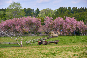 八重桜咲く牧場とトラクター　秋元牧場