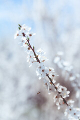Flowering branch, blurred background.