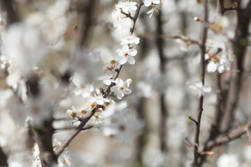 Flowering branch, blurred background.
