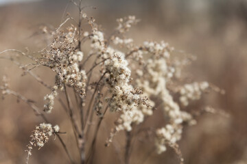 Beautiful dried flowers on a blurred background.
