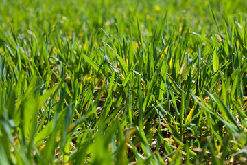 Vibrant beautiful spring young green grass close-up. Plants. Herbs. Nature.