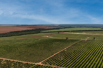 aerial view of orange plantation in sunny day with few clouds