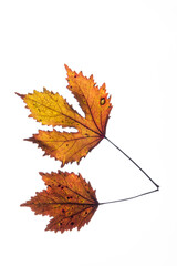 variegated foliages on the white background