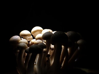 Hypsizygus tessulatus mushroom groop with side illumination - 499894117