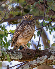 The Burrowing Owl or Luck owl hidden among the branches of a tree. Species Athene Cunicularia. The big yellow eyes of american owl. Bird lover. Birdwatching. Mimicry