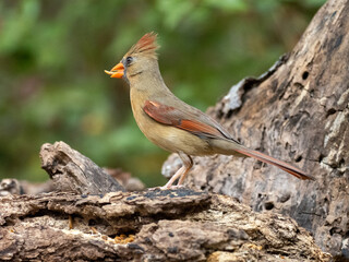 Northern Cardinal