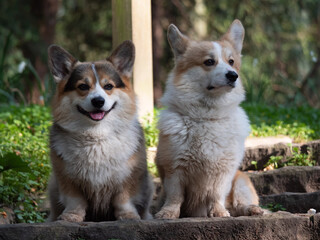 Zwei Welsh Corgi Pembroke sitzen im Park , einer blickt in die Kamera, der andere zur Seite 