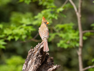 Northern Cardinal