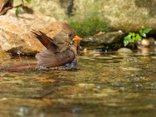 Northern Cardinal