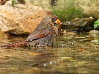 Northern Cardinal