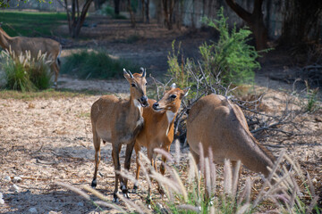 young antelopes run around the zoo in dubai