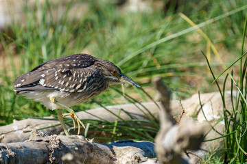  black-crowned night-heron (Nycticorax nycticorax)