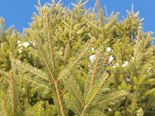 Branches of a young pine tree against the blue sky on a sunny day.