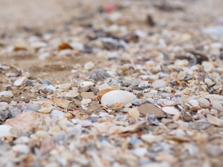 Shell lifeless on the sand before going into the sea shells by the sea 