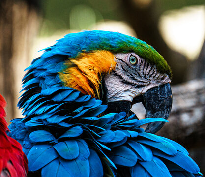 blue and yellow macaw