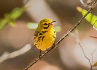 Fototapeta premium A prairie warbler singing on a branch