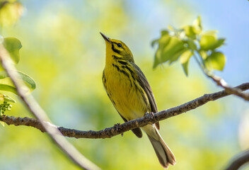 A prairie warbler perched on a tree during spring migration. 