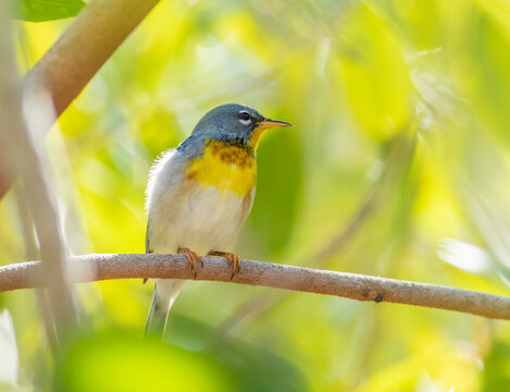 A northern parula warbler bird perched in a tree during spring migration. 