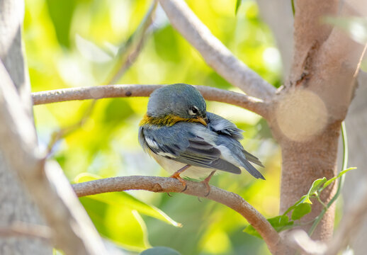 A northern parula warbler preens its feathers while perched on a tree limb. 