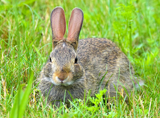 Rabbit in a meadow