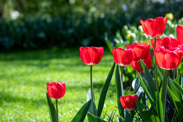 Fototapeta na wymiar Beautiful spring flowers in a park in the Netherlands.