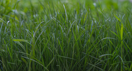 Grass leaves on the lawn