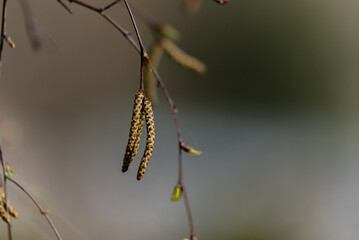 Birch flowers on a blurred background. Birch dusting and the causes of spring allergies.