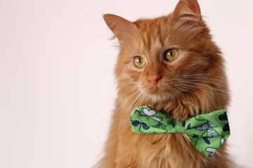 Złocisto rudy kot siedzący na fotelu z zieloną muchą. A golden ginger cat sitting in an armchair with a green fly. © jarizPJ