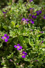 flowers in the garden