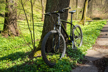 Fototapeta na wymiar Bicycle stands along the road near the tree
