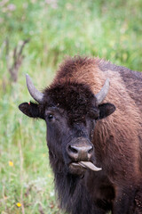 Funny Bison