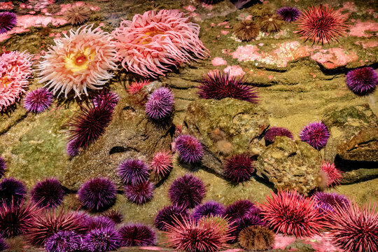 anemone and urchins in a tide pool