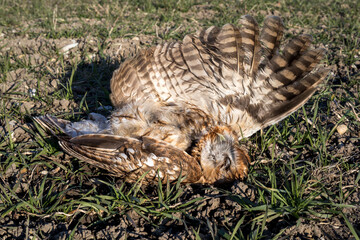 wildlife and traffic, dead owl on a meadow killed by traffic from a road nearby