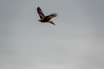 Obraz premium a wild red kite (Milvus milvus) in flight
