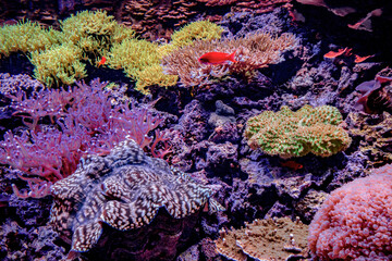 colorful coral reef