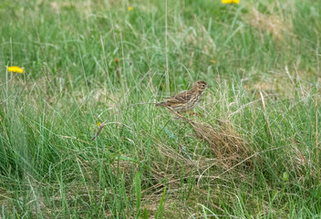a skylark (Alauda arvensis) hunting food in the spring grass