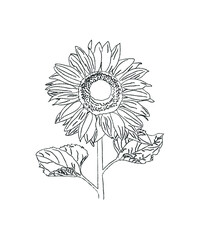 Vector dibujo lineas negras girasol