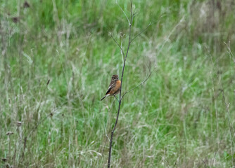a male stonechat (Saxicola rubicola) perched on a tall winter flower stalk in a green grass meadow