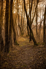 Obraz premium autumn in the forest