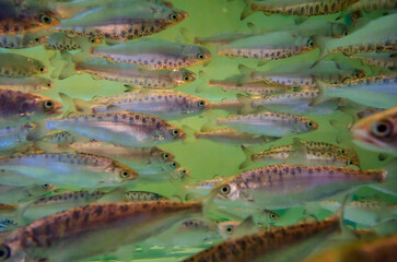 confused fish