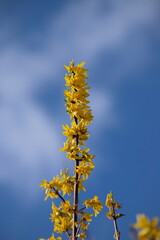 gałązka krzewu forsycji z żółtymi wiosennymi kwiatami na tle błękitnego, niebieskiego nieba  - obrazy, fototapety, plakaty