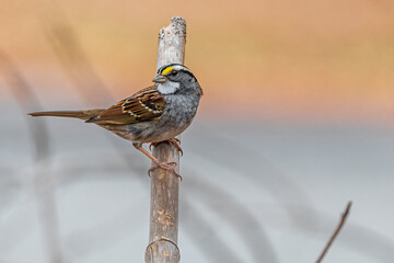 Perching White-throated Sparrow (Zonotrichia albicollis)