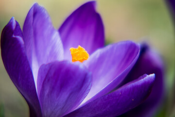 Russia, Moscow region, spring saffron flower (crocus vernus) , close-up.
