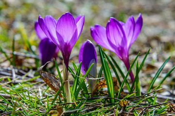 Russia, Moscow region, spring saffron flower (crocus vernus) , close-up.